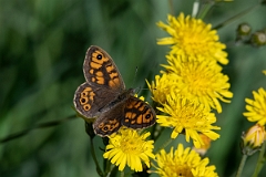 David Plant Photography - Wildlife Photography - Wall - D